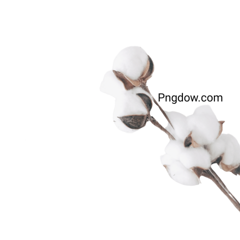 Free Download High Quality Cotton PNG Images for Your Projects (5)