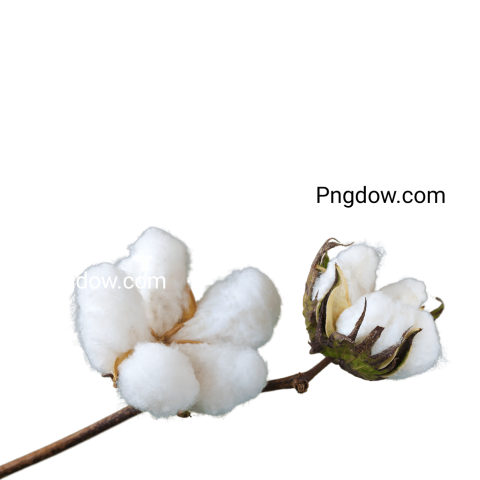 Free Download High Quality Cotton PNG Images for Your Projects (7)