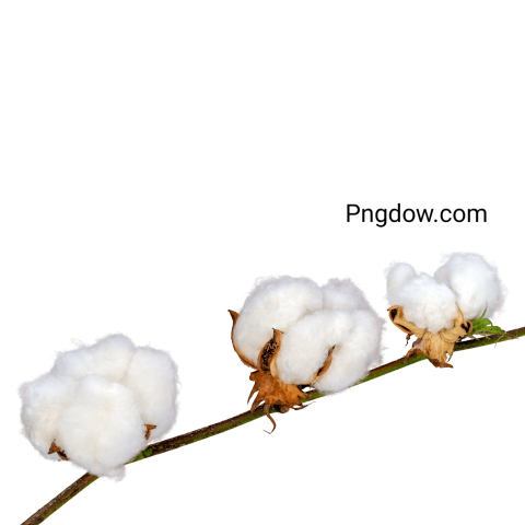 Free Download High Quality Cotton PNG Images for Your Projects (8)