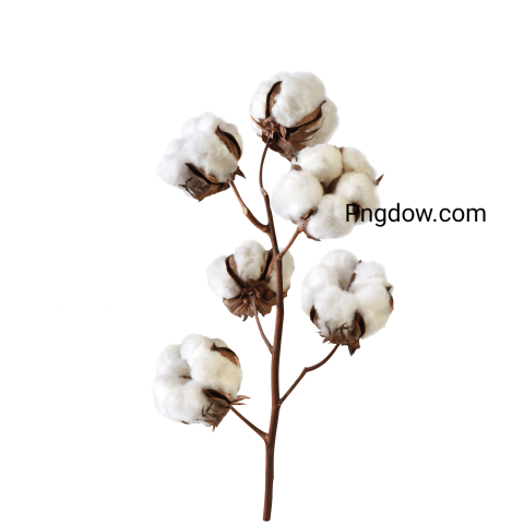 Cotton PNG images for free download