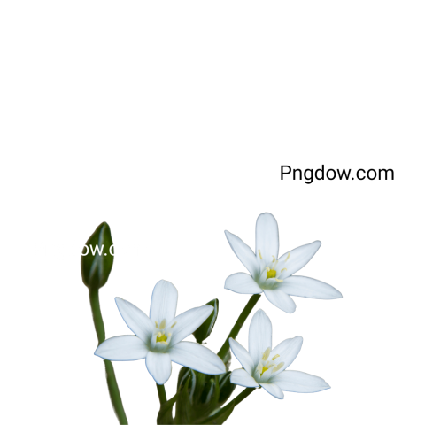 High Quality Edelweiss PNG Image with Transparent Background