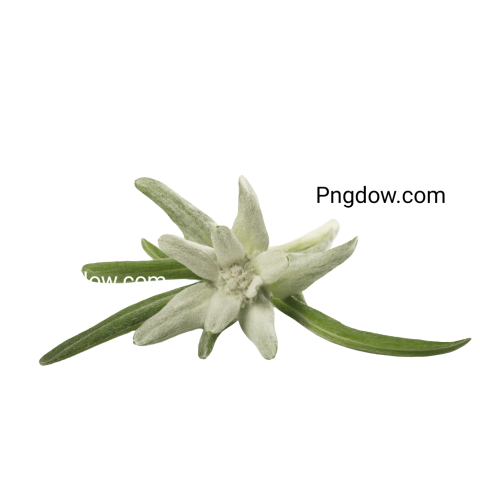 Stunning Edelweiss PNG Image with Transparent Background for Versatile Use