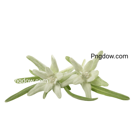 Edelweiss PNG image with transparent background, edelweiss PNG (8)