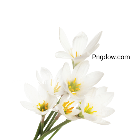 Stunning Edelweiss PNG Image with Transparent Background   Download Now