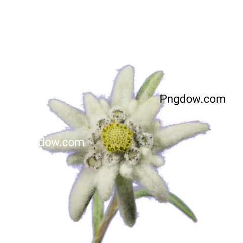 Stunning Edelweiss PNG Image with Transparent Background   Download Now!