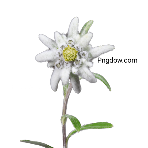 Stunning Edelweiss PNG Image with Transparent Background   Downloaded