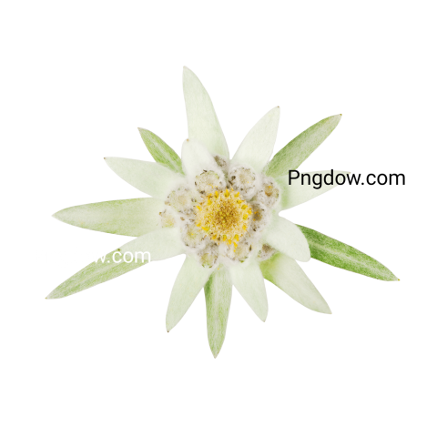 High Quality Edelweiss PNG Image with Transparent Background   Download Now