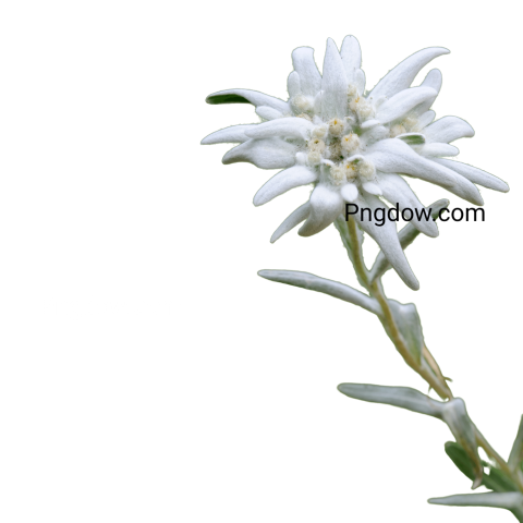 Download Edelweiss PNG Image with Transparent Background   High Quality and Free