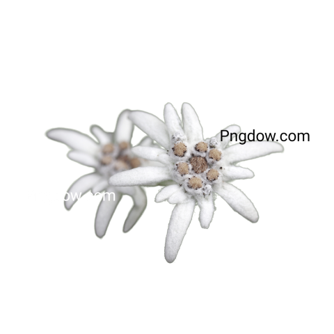 Edelweiss PNG image with transparent background, edelweiss PNG