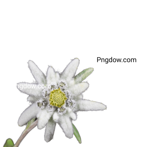 High Quality Edelweiss PNG Image with Transparent Background   Free Download