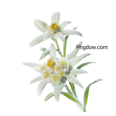 High Quality Edelweiss PNG Image with Transparent Background   Download Now!