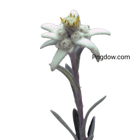 Exclusive Edelweiss PNG Image with Transparent Background   Download Now!