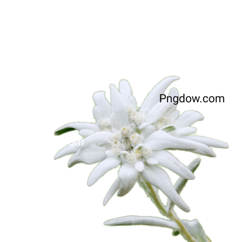 High Quality Edelweiss PNG Image with Transparent Background for Versatile Use