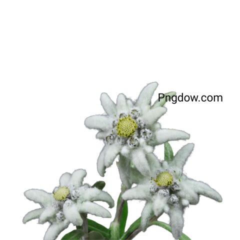 Download Edelweiss PNG Image with Transparent Background   High Quality Edelweiss PNG