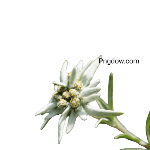Stunning Edelweiss PNG Image with Transparent Background   Free Download