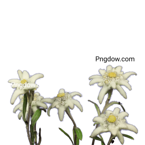 Download Stunning Edelweiss PNG Image with Transparent Background
