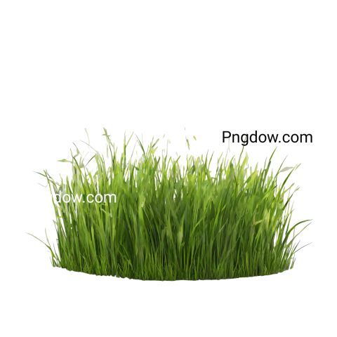 High Quality Grass PNG Image with Transparent Background   Free Download