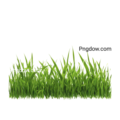 Stunning Grass PNG Image with Transparent Background   Free Download