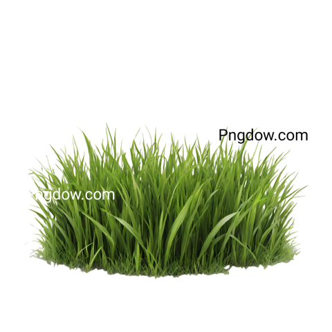 High Quality Grass PNG Image with Transparent Background   Download Now!