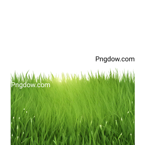 Stunning Grass PNG Image with Transparent Background   Download Now
