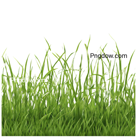 Download Stunning Grass PNG Image with Transparent Background