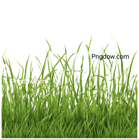 Download Stunning Grass PNG Image with Transparent Background - Photo ...