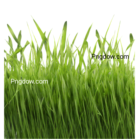Stunning Grass PNG Image with Transparent Background   Downloaded