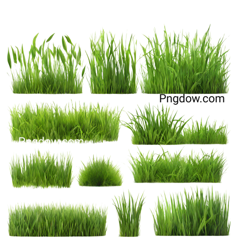 High Quality Grass PNG Image with Transparent Background