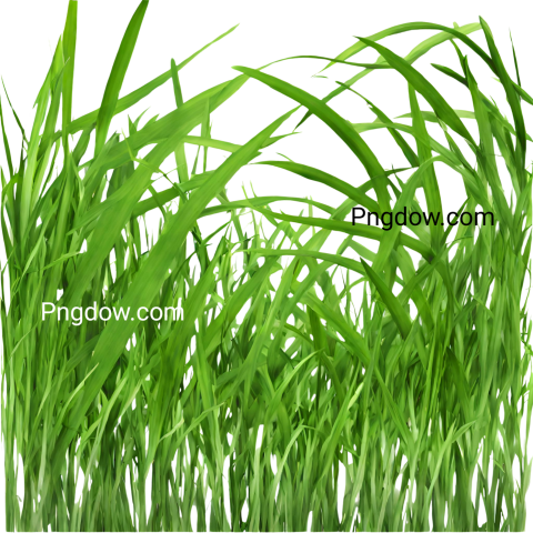 Stunning Grass PNG Image with Transparent Background   Download Now!