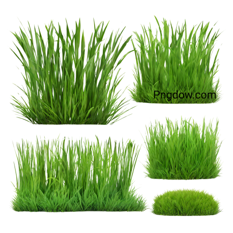 Exclusive Grass PNG Image with Transparent Background   Download Now!