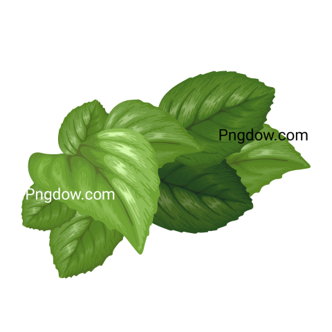 Get the Perfect Green Leaf PNG Image with Transparent Background for Your Designs