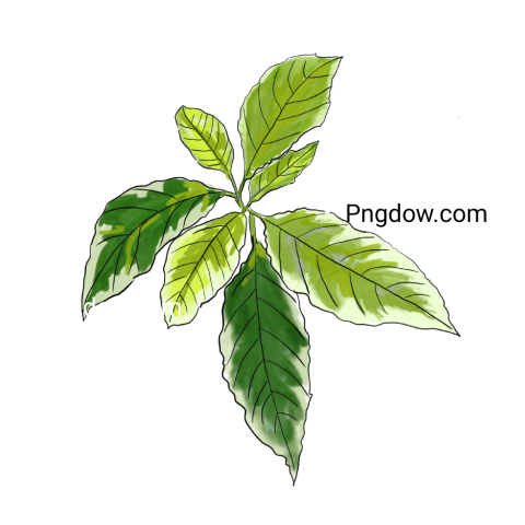 Stunning Green Leaf PNG Image with Transparent Background   Perfect for Green Themed Designs