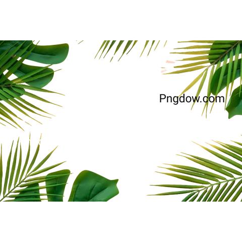 High Quality Jungle PNG Image with Transparent Background for Versatile Use