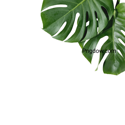 High Quality Jungle PNG Image with Transparent Background