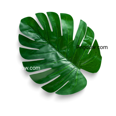 Stunning Jungle PNG Image with Transparent Background   Download Now!