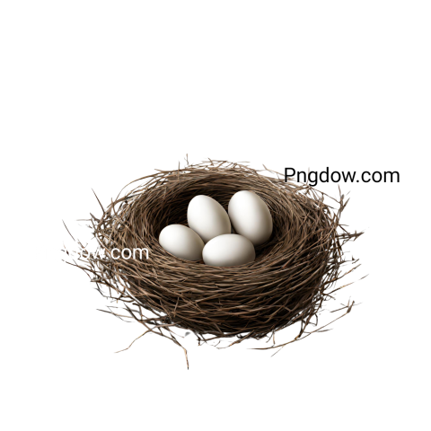 Nest vector PNG   download Nest PNG