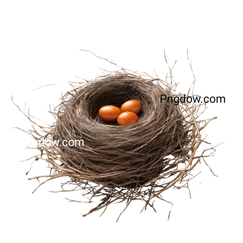 Stunning Nest PNG Image with Transparent Background   Free Download