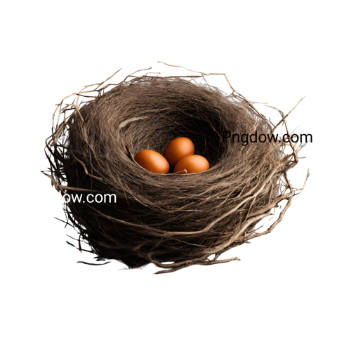 High resolution Nest PNG