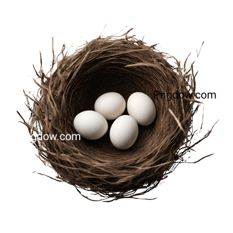 Download Nest PNG transparent background