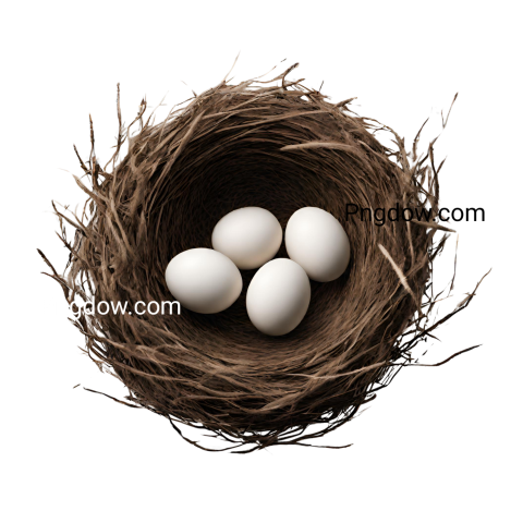 Nest PNG image with transparent background Nest PNG - Photo #16749 ...