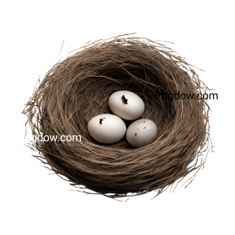 Stunning Nest PNG Image with Transparent Background   Download Now