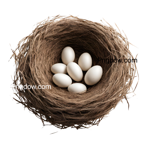 Stunning Nest PNG Image with Transparent Background for Versatile Use