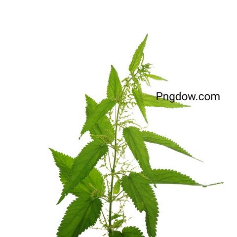 High Quality Nettle PNG Image with Transparent Background for Versatile Use