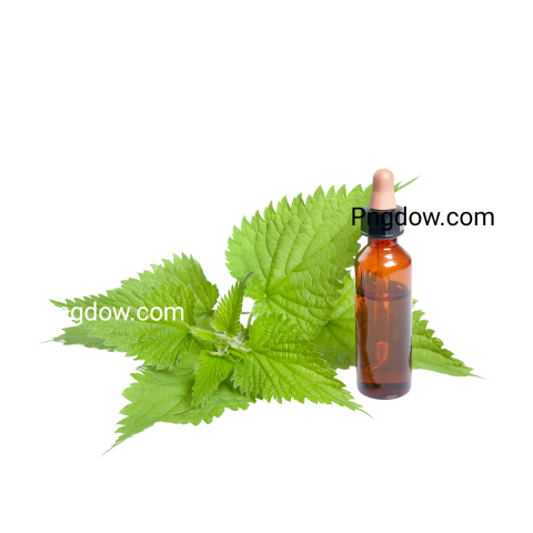 High Quality Nettle PNG Image with Transparent Background
