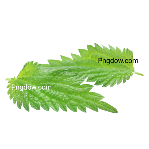 Stunning Nettle PNG Image with Transparent Background   Download Now!
