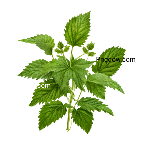 Nettle PNG image with transparent background, edelweis