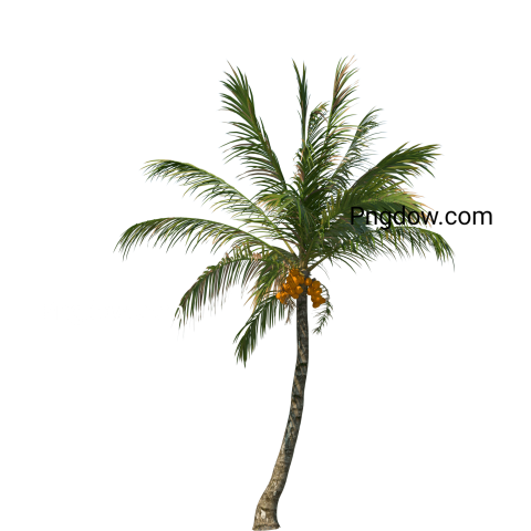 Stunning Palm tree PNG Image with Transparent Background   Downloads