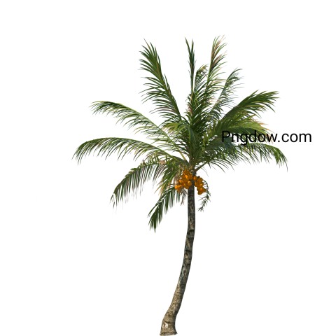 Stunning Palm tree PNG Image with Transparent Background Downloads ...