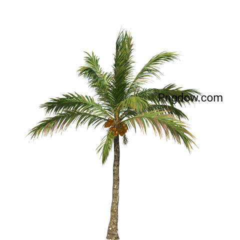 Stunning Palm tree PNG Image with Transparent Background Download ...