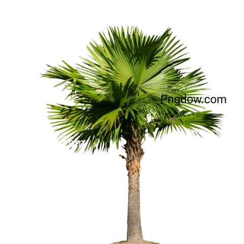 Stunning Palm tree PNG Image with Transparent Background   Downloaded